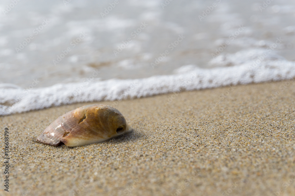 Muschel liegt im Strandsand Muschel liegt im Strandsand