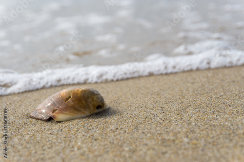 Muschel liegt im Strandsand