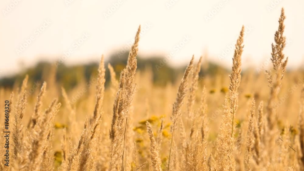 field grass and sunset over the village and electric pillars field grass and sunset over the village and electric pillars