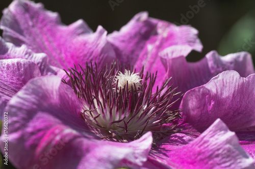Close up of clematis flower