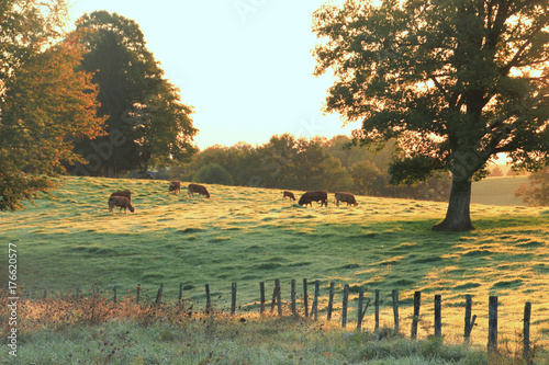 Obraz na plátně Paysage d'automne.