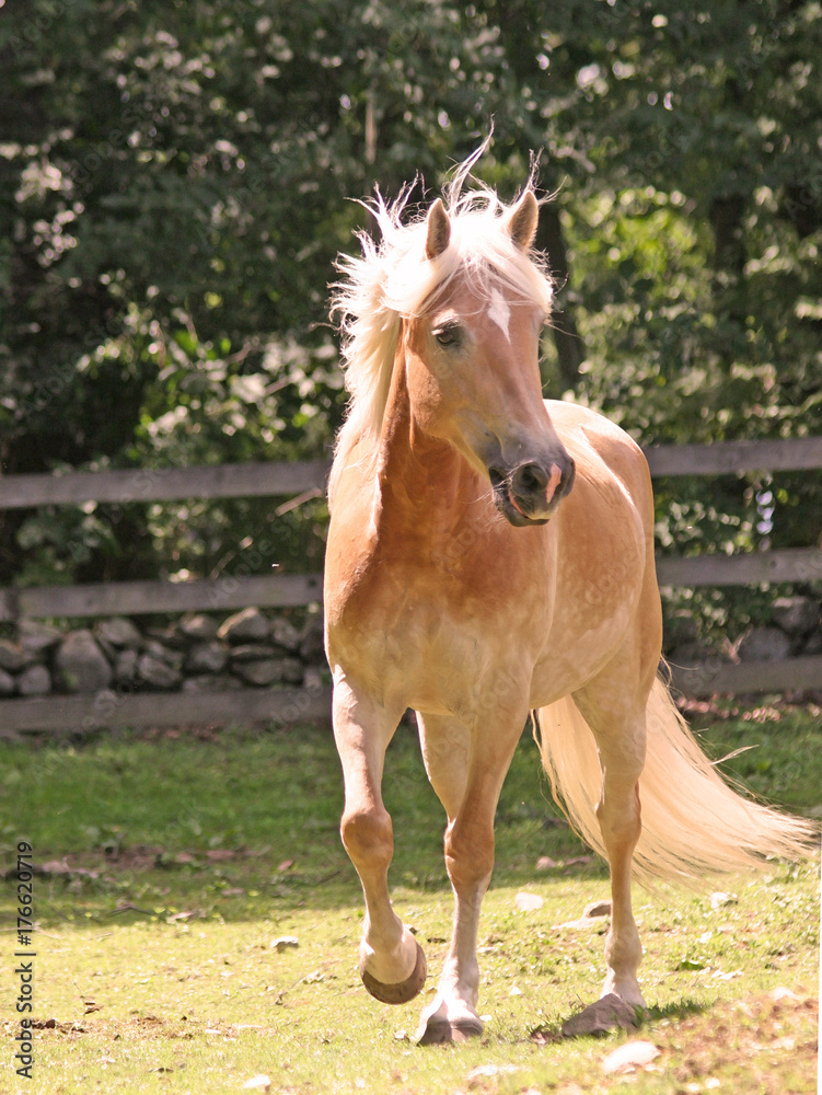 Obraz premium Golden Halflinger 