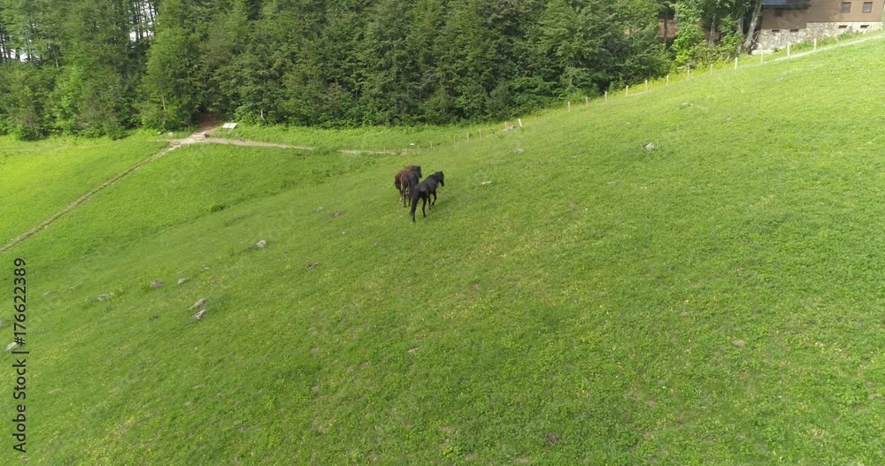 Aerial view of wild horses herd running on meadow. Three stallions galloping along fresh green fields. Freedom, ecology and wild nature concept. Aerial view of wild horses herd running on meadow. Three stallions galloping along fresh green fields. Freedom, ecology and wild nature concept.