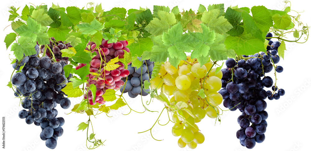 Fototapeta premium grappes de raisin et pampres de vigne, fond blanc