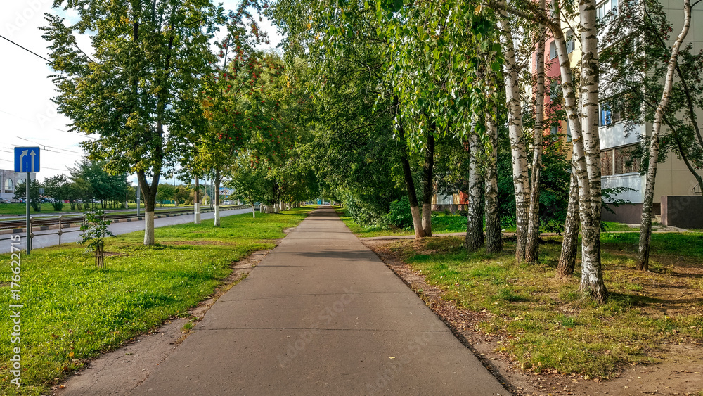 Autumn street, spring green trees road asphalt in the city, birch trees in the afternoon.