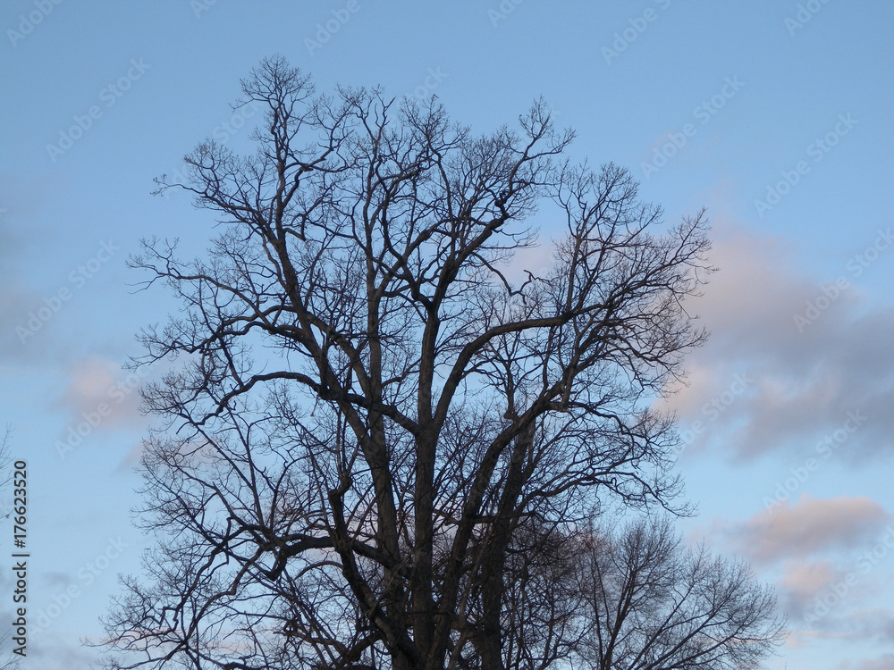 silhouette of naked tree in winter over evening blue sky silhouette of naked tree in winter over evening blue sky