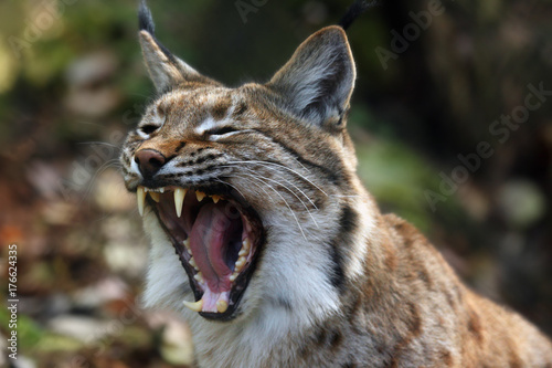 The Eurasian lynx (Lynx lynx) or carpathian lynx, deatail of the head with open mouth during yawning photo