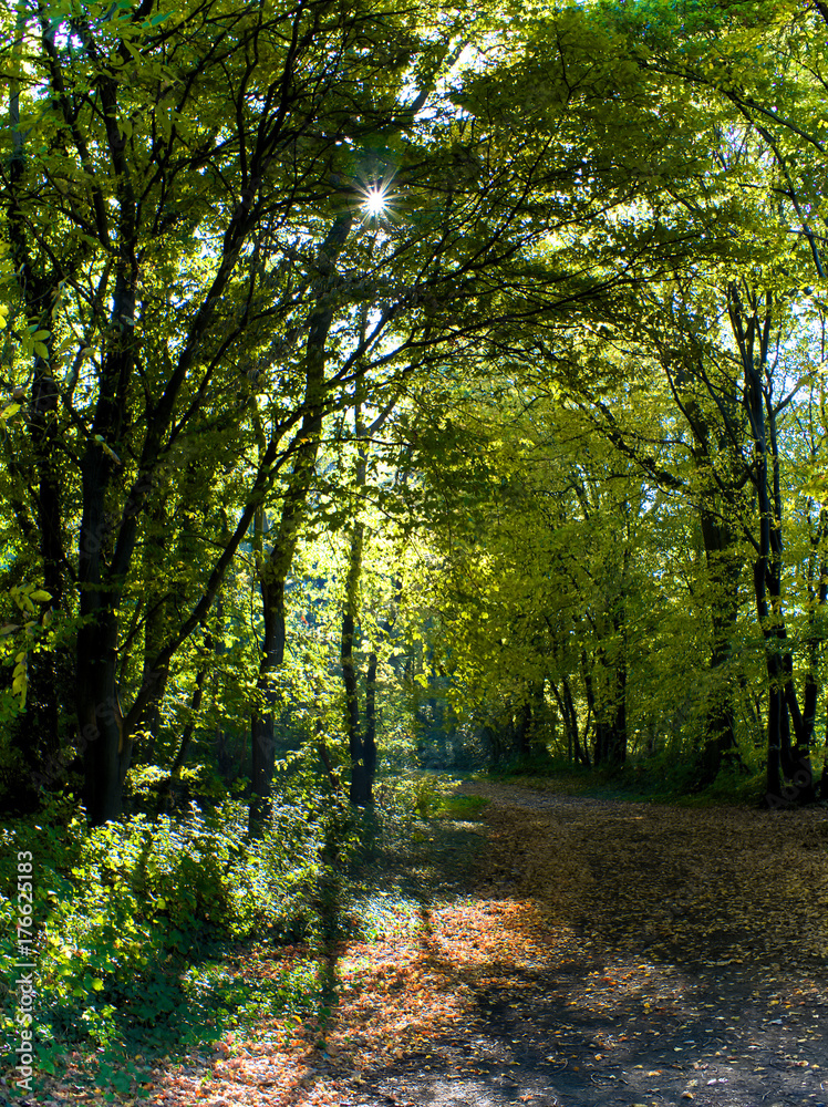 Fototapeta premium Waldweg