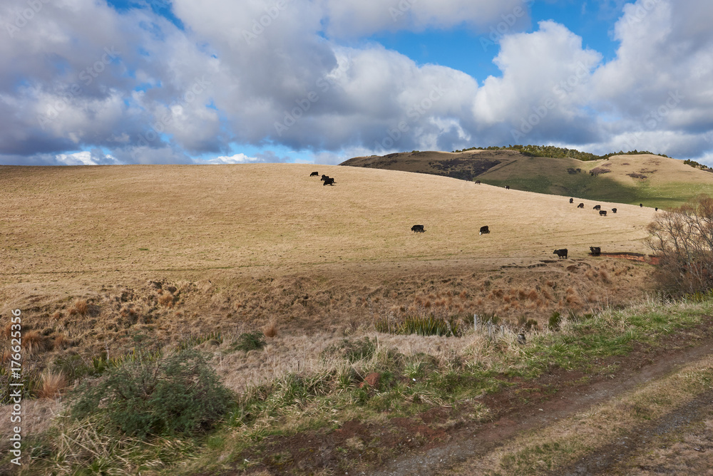 Obraz premium Idyllic countryside in New Zealand