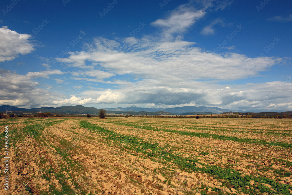 Fototapeta premium Fields