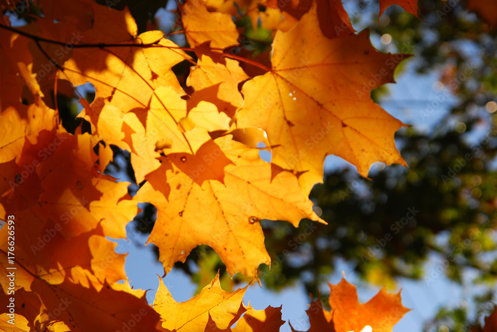 Fototapeta premium Yellow Leaves in sunlight
