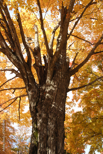 Tree in fall