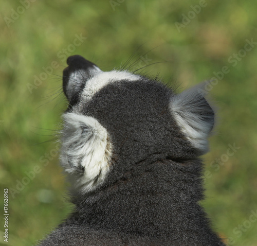 Ring tailed lemur (lemur catta)