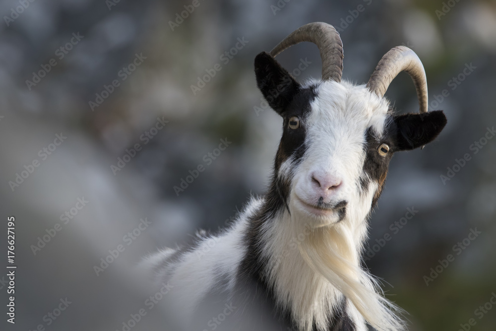 feral goat portraits with autumn background