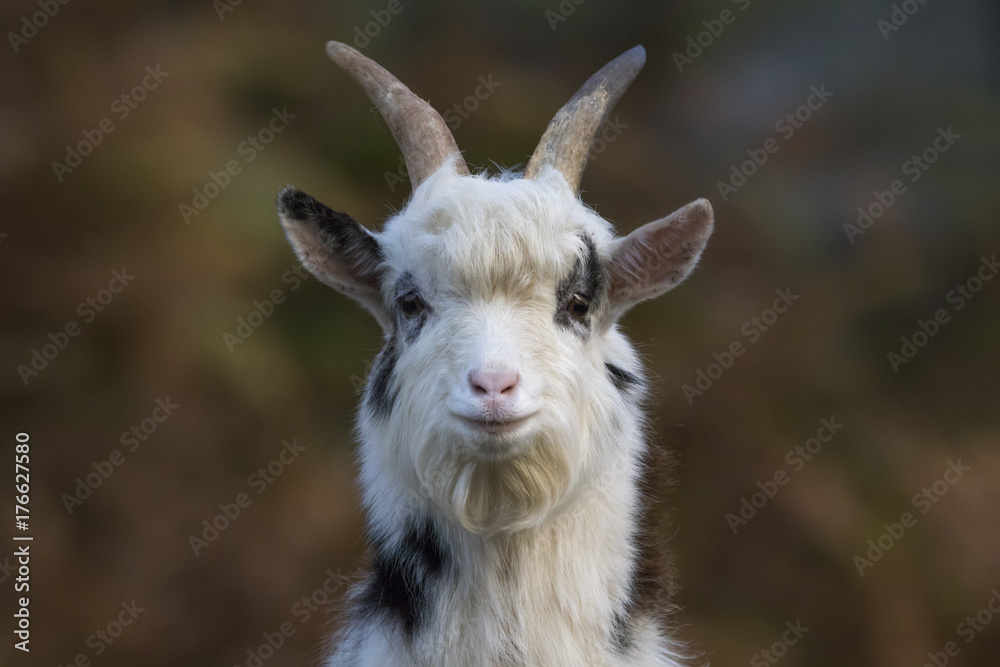 feral goat portraits with autumn background