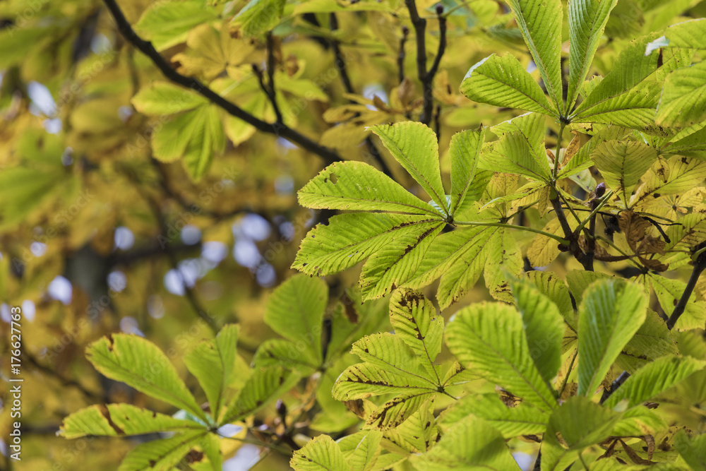 Obraz premium Season of beautiful chesnut tree with autumn leaves. Nature background.