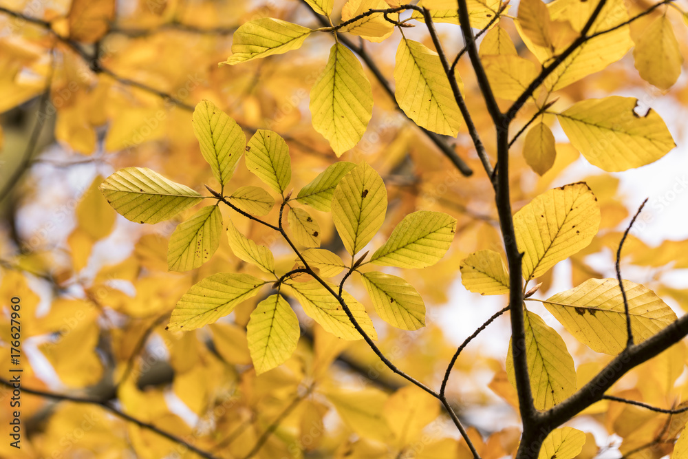 Fototapeta premium Season of beautiful autumn leaves. Nature background.