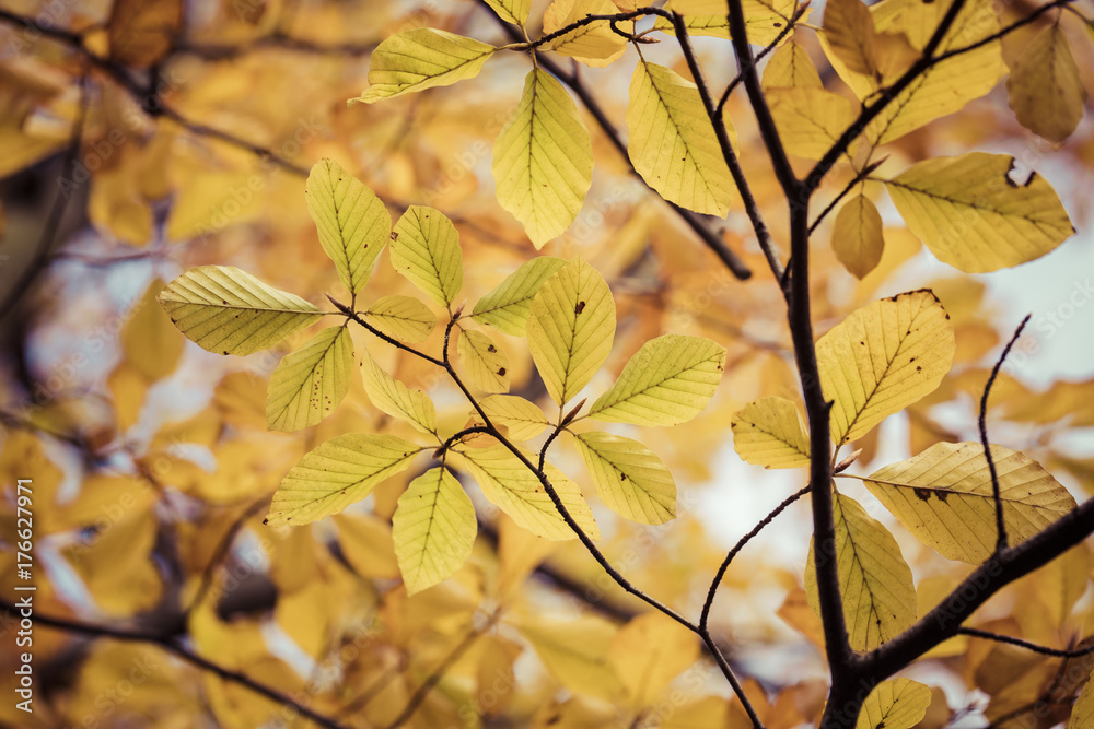 Season of beautiful autumn leaves. Nature background. Season of beautiful autumn leaves. Nature background.