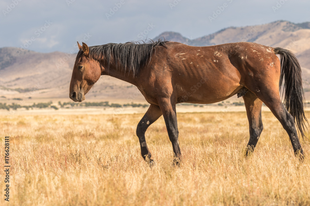 Wild Horse (mustang) in the Desert Wild Horse (mustang) in the Desert