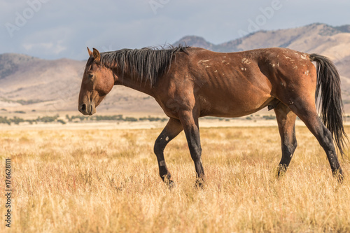Wild Horse  mustang  in the Desert