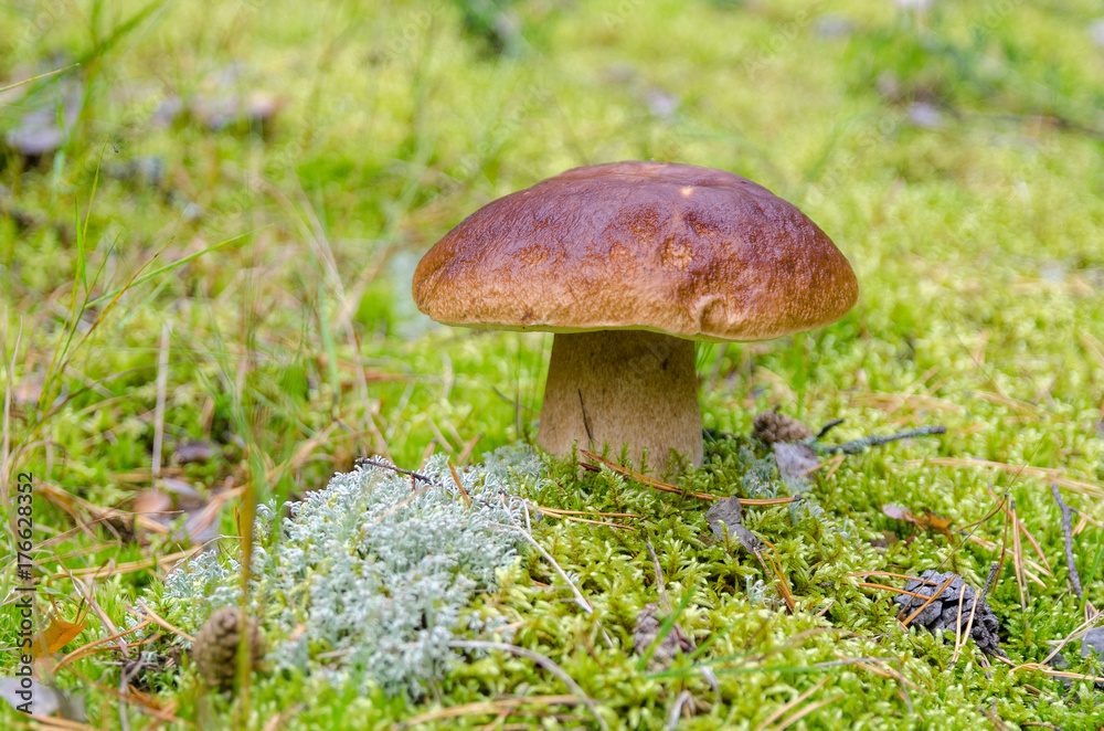 Mushrooms growing in forest.