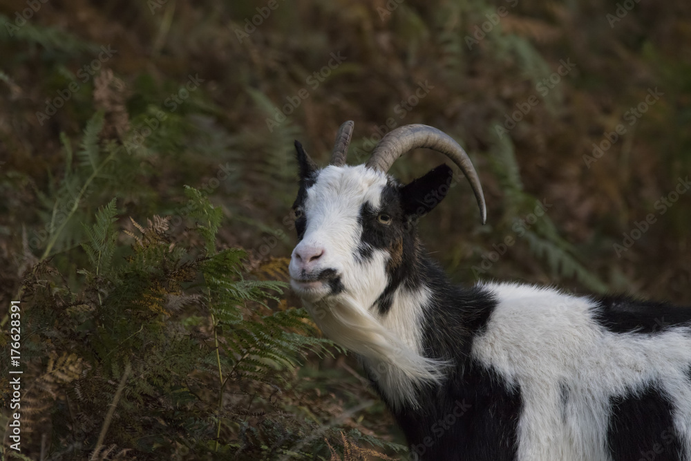 feral goat portraits with autumn background feral goat portraits with autumn background