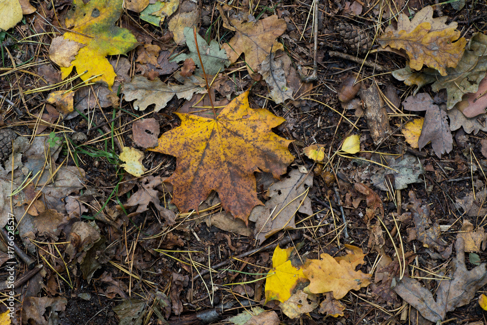 maple autumn fallen leaves