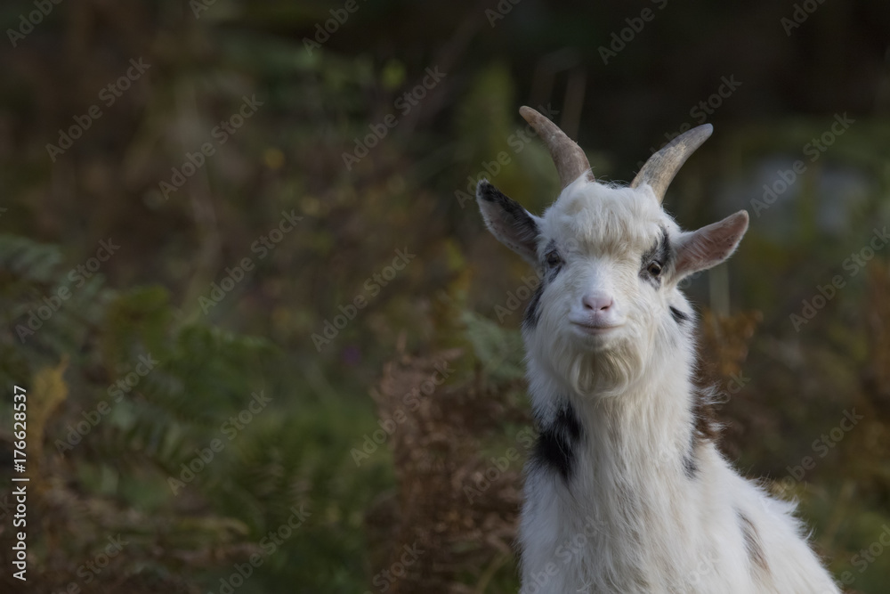 Obraz premium feral goat portraits with autumn background