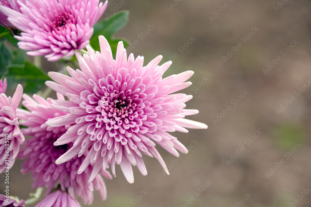 Edible chrysanthemum. It is called “Shokuyou giku” in Japan. Shokuyo-giku is a kind of chrysanthemum which is especially grown as food.
Edible chrysanthemum. It is called “Shokuyou giku” in Japan. Shokuyo-giku is a kind of chrysanthemum which is especially grown as food.