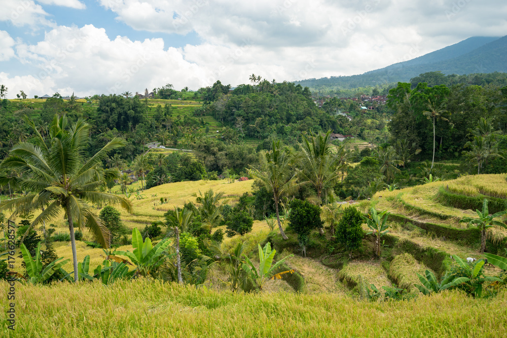 Green rice fields on Bali island near Ubud, Indonesia.
