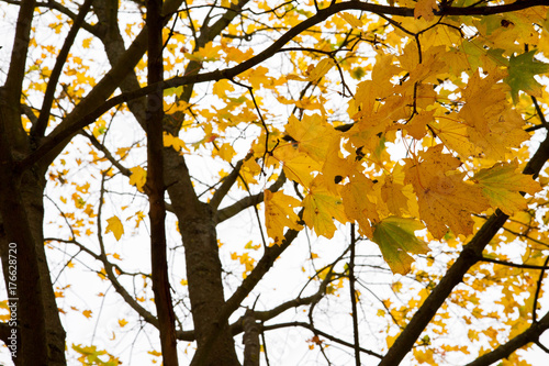 Maple tree in autumn 
