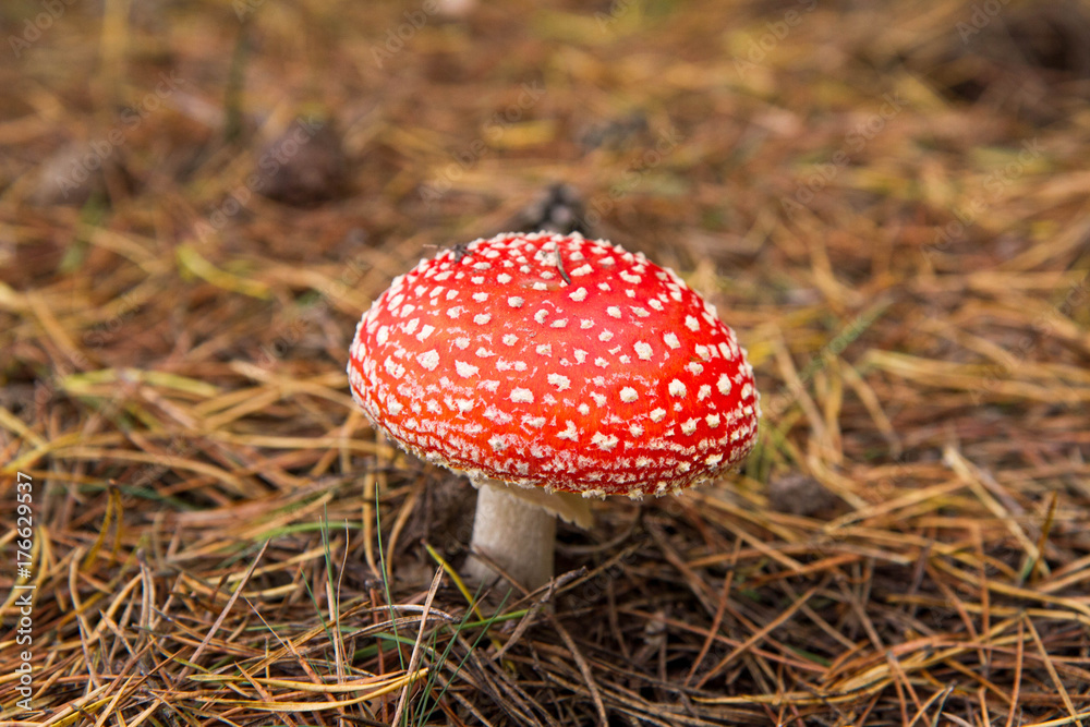 Fly agaric mushroom Fly agaric mushroom