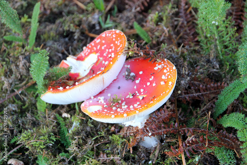 Champignons à chapeau rouge.rouge.