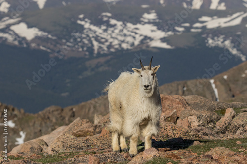 Mountain Goat in the High Country