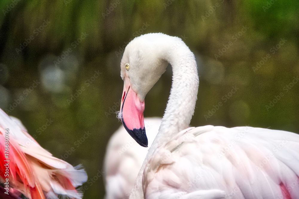 Fototapeta premium Flamingo