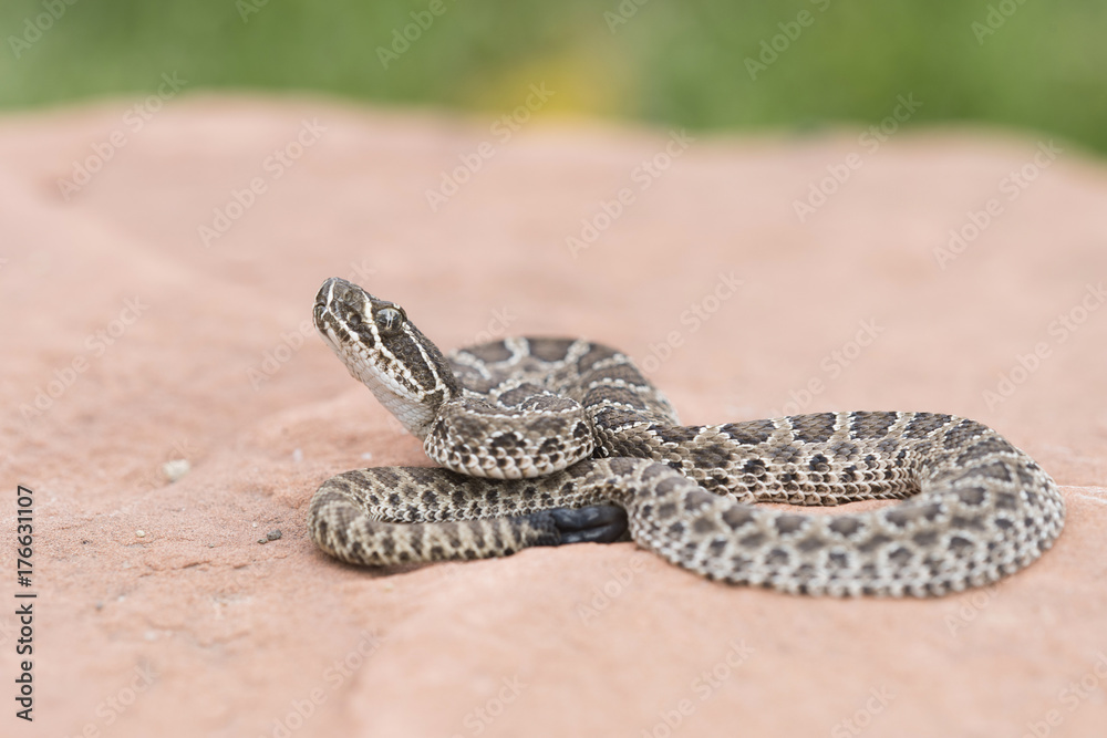 Naklejka premium Macro of Wild Baby Prairie Rattlesnake (Crotalus viridis) on Red Rock in Colorado