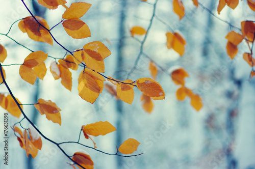 yellow autumn leaves