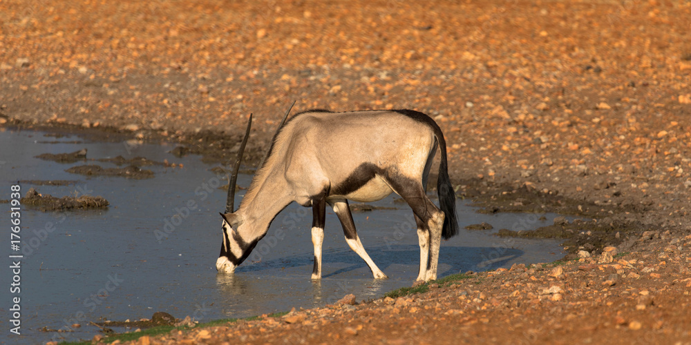 Oryx am Wasserloch im Etosha-Nationalpark Oryx am Wasserloch im Etosha-Nationalpark