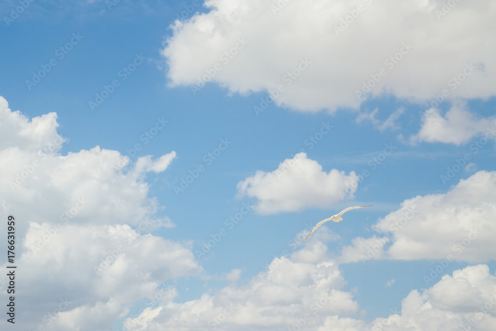 Bird Albatross is flying in the blue sky with white clouds
