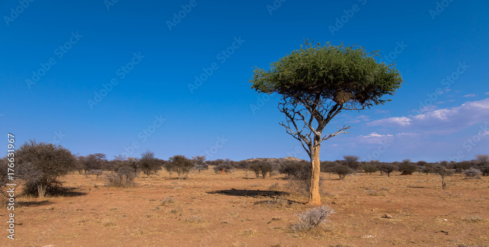Akazie in der Savanne Namibias