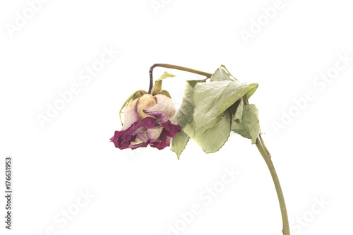 A dried rose isolated on a white background