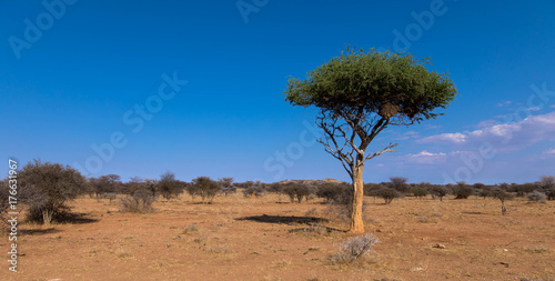 Akazie in der Savanne Namibias © familie-eisenlohr.de