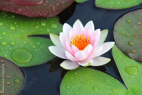 beautiful lotus flowers or waterlily in pond. photo