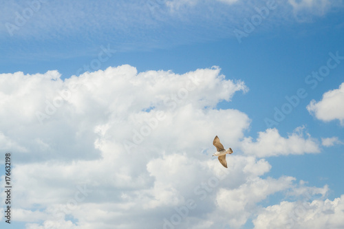 Bird Albatross is flying in the blue sky with white clouds