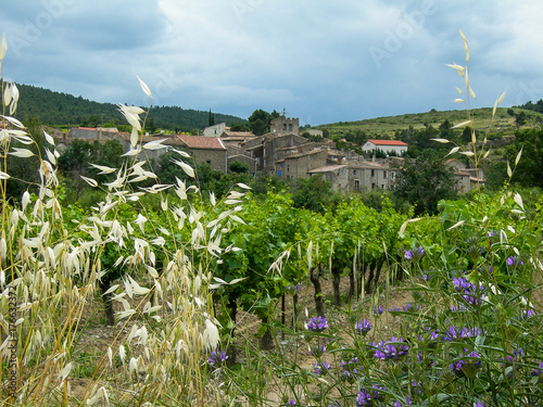 Vines at Ribaute  Aude  France