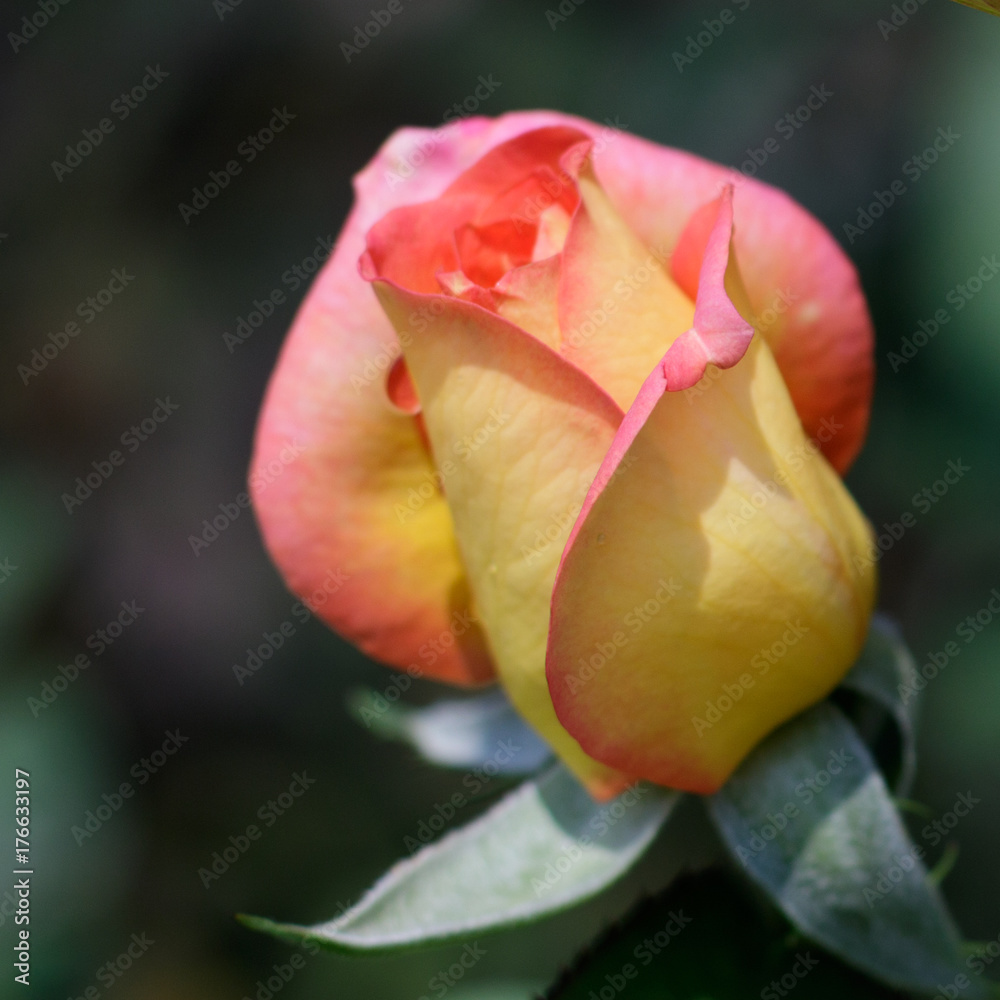 beautiful pink rose for valentine background beautiful pink rose for valentine background