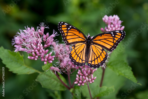 Monarch Butterfly