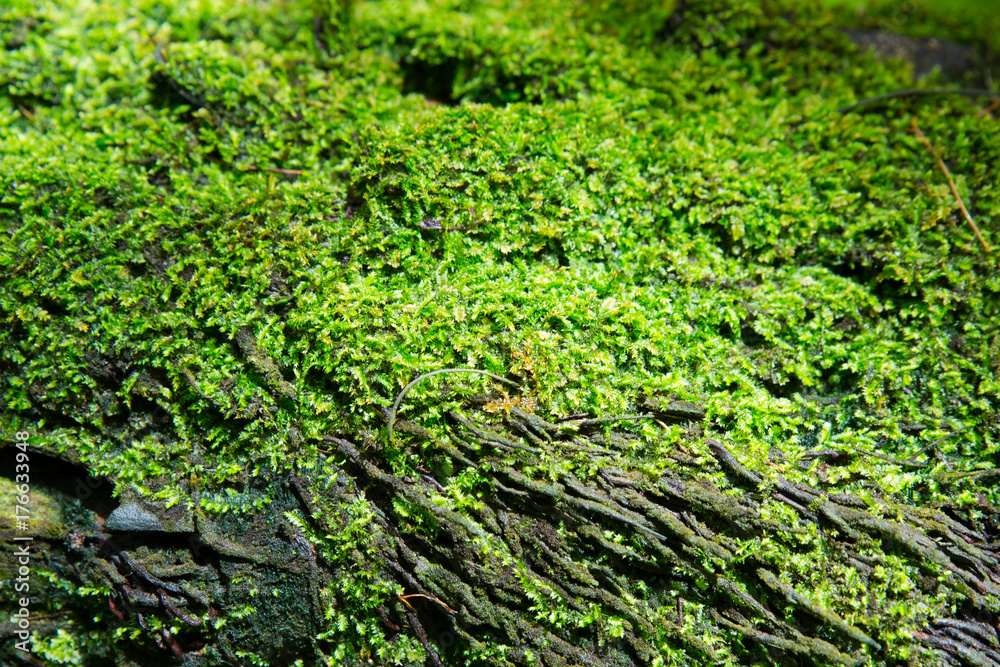 Close-up of natural green ground cover Close-up of natural green ground cover