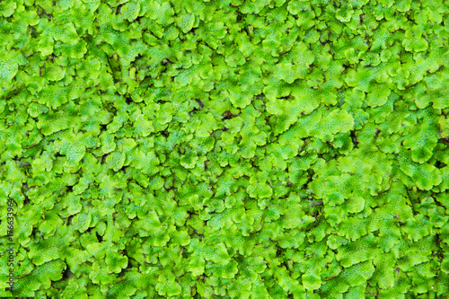 Close-up of natural green ground cover © littleny