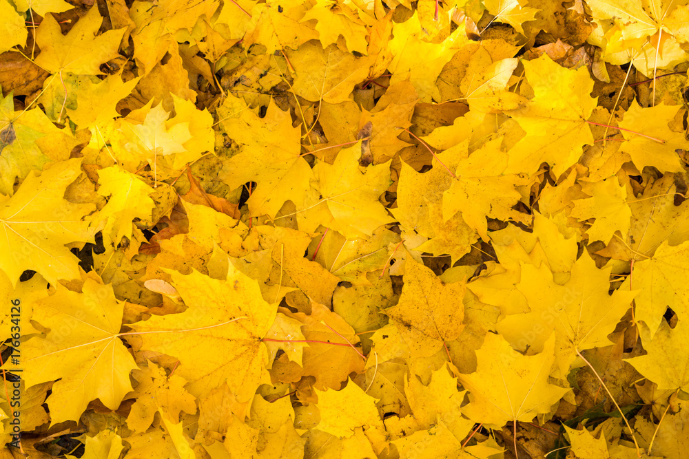 Fallen yellow autumn maple leaves. Background concept. Fallen yellow autumn maple leaves. Background concept.